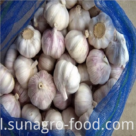 Organic Purple Garlic